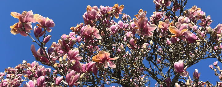 Magnolienblüten: Braune Knospen und Blüten an der Magnolie?