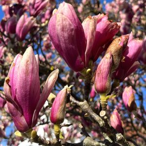 Rosa Knospen und Blüten der Tulpenmagnolie mit braunen Frotsschäden