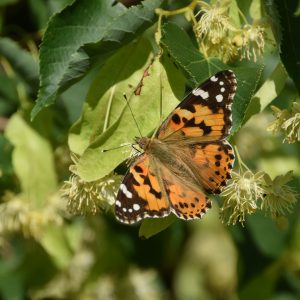 Schmetterlingsbäume: Distelfalter an den Blüten einer Linde