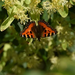 Schmetterlingsbäume: Schmetterlingsart Kleiner Fuchs an den Blüten einer Linde