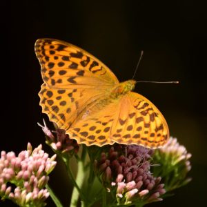 Schmetterlingsbäume: Schmetterlingsart Perlmuttfalter auf rosa Blüte