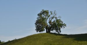Buche im Garten schneiden: Drumlin Buche, Solitär