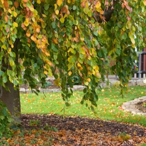 Buche im Garten schneiden: Hängebuche im Herbstlaub