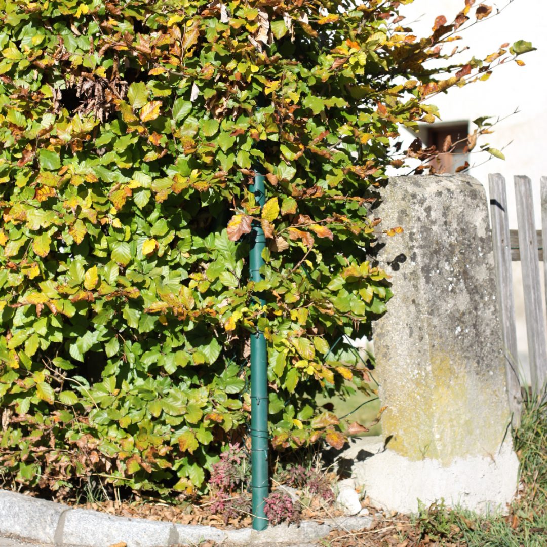 Rotbuche im Garten richtig schneiden Baumpflegeportal