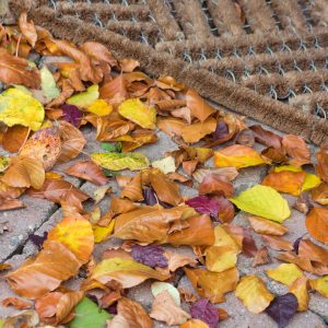 Buche im Garten schneiden: Herbstlaub vor dem Fußabstreifer