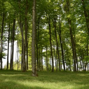 Buche im Garten schneiden: Buchenwald