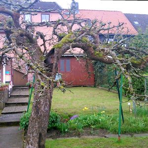 Alter Apfelbaum abgestorben: Stammhöhle durch stufenweise Kroneneinkürzung