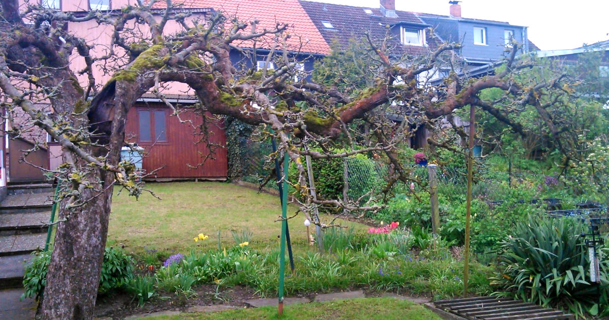 Alter Apfelbaum abgestorben: Baum hat keine Blätter mehr