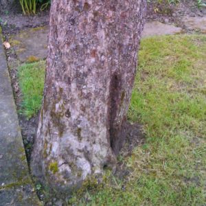 Alter Apfelbaum abgestorben: Stammschaden