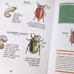 Buchseite aus "Efeu erwürgt Baum": Zeichnungen von Maikäfer und Rosenkäfer mit Engerlingen