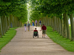 Allee des Jahres 2024: Platanen in Xanten