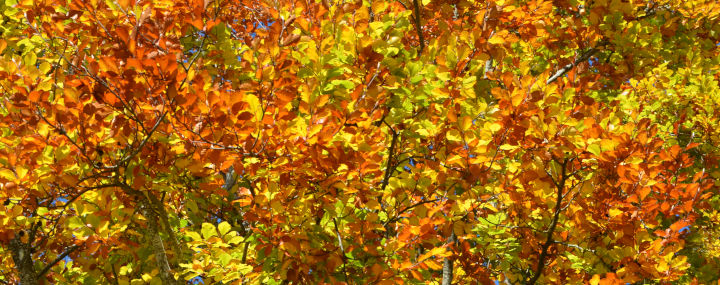 buntes Herbstlaub der Rotbuche