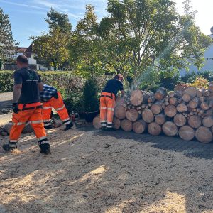 Häufige Fragen in der Baumpflege: Arbeiter schichten Brennholz auf
