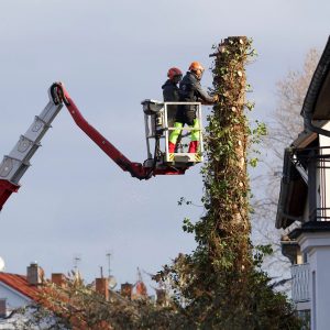 Häufige Fragen in der Baumpflege: Zwei Arbeiter fällen einen Baumstamm mittels Hebebühne