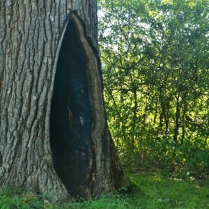 Eine Eiche mit einer großen Stammwunde wurde ausgeschnitten und mit schwarzem Wundverschlussmittel bestrichen.