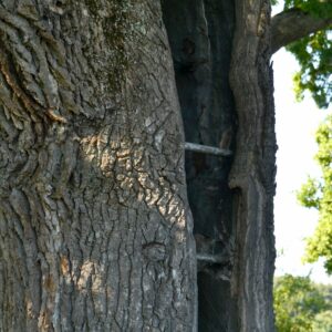 Hohler Eichenstamm mit Eisenstangen zur Verstärkung.
