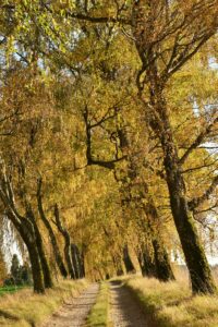 Eine Birken-Allee im Herbst mit gelben Blättern. Der Weg hat einen Grünstreifen in der Mitte und die Bäume lehnen sich zur linken Seite.