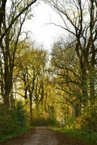 Eine Eschen-Allee im Frühling mit den ersten grünen Blättern.