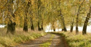 Eine Birken-Allee im Herbst mit gelben Blättern