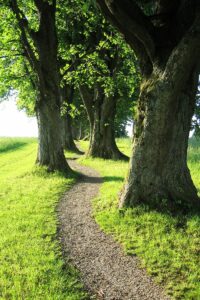 Ein schmaler Kiespfad windet sich durch die alte Linden-Allee in Holzkirchen.