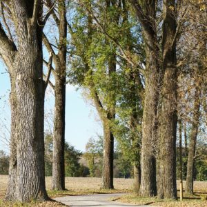 Eine alte, hohe Pappel-Allee säumt den Weg zum Gut.