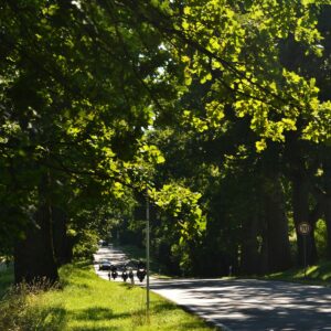 Große Eichen säumen eine schmale Landstraße