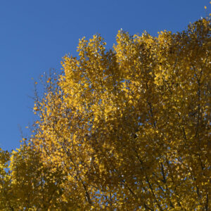 Pappelbäume im gelben Herbstlaub