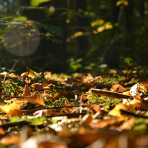 Braunes Herbstlaub liegt im Wald auf dem Boden und bedeckt das Moos.