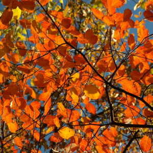 Herbstlaub der Felsenbirne
