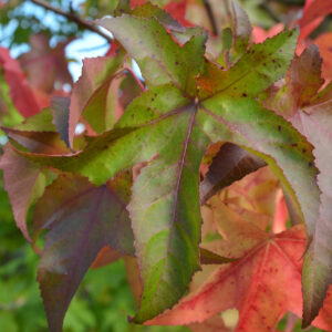 grünes Amberbaum-Blatt in Form eines Seesterns