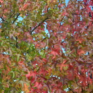 Amberbaum mit buntem Herbstlaub