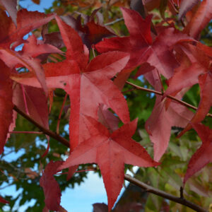 Herbstlaub: Amberbaum mit roten Blättern
