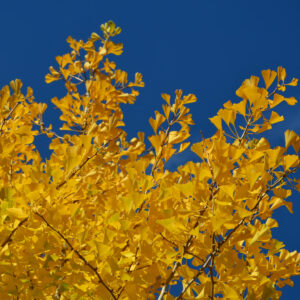 Herbstlaub: gelbe Baumkrone des Ginkgo vor blauem Himmel.