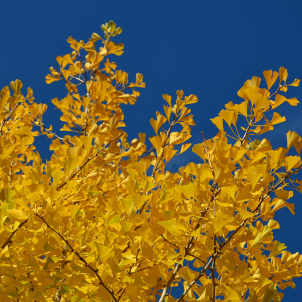 Farbenfeuerwerk Bäume mit dem schönsten Herbstlaub