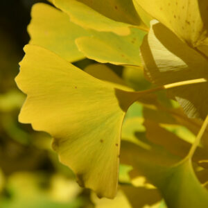 Herbstlaub - gelb gefärbtes Ginkgo-Blatt