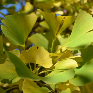 Ginkgo-Blätter verfärben sich von grün zu gelb
