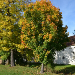 großer Spitzahorn mit Herbstlaub