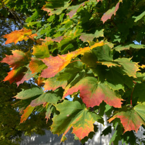 buntes Herbstlaub des Spitzahorn