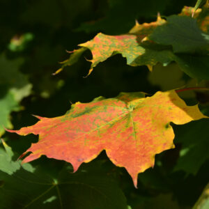 Ahornblatt im Herbst