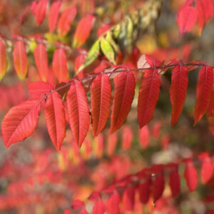 rote, gefiederte Blätter des Essigbaumes