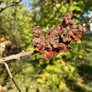 roter, buschiger Kolben des Essigbaumes