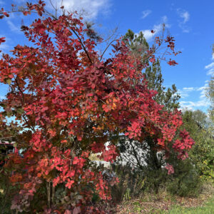 Perückenbaum mit rot leuchtendem Blättermeer