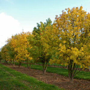 Eine Reihe Burgenahorne in einer Baumschule im gelben Herbstlaub
