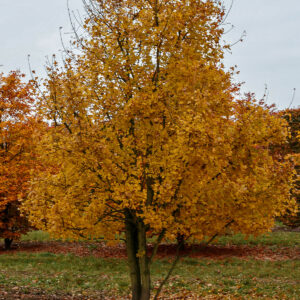Burgenahorn in oranger Herbstfärbung in einer Baumschule