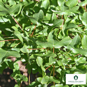 Grünes Laub am Burgenahorn