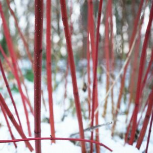 Im Winter leuchtend rote Triebe eines roten Hartriegels (Cornus sanguinea).
