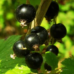 Die schwarzen Beeren der Schwarzen Johannisbeere