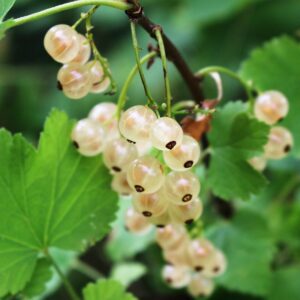 Die Beeren der weißen Johannisbeere