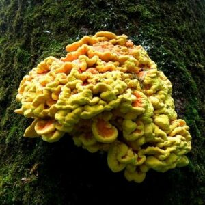 Mehrere eng ineinander verwachsene gelb-orange Fruchtkörper des Schwefelporlings