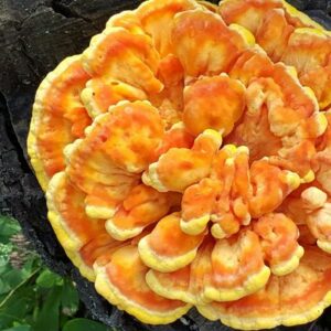 kreisförmiger konsolenartiger gelb-oranger Pilz